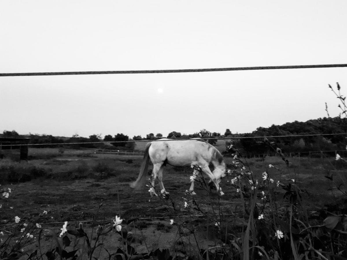 Podere Pievina Delle Corti - Dimora Di Campagna Sinalunga Exterior foto