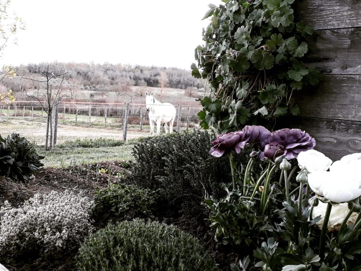 Podere Pievina Delle Corti - Dimora Di Campagna Sinalunga Exterior foto